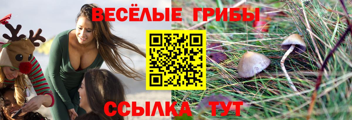цены наркотик  Вход с VPN  Галлюциногенные грибы Magic Shrooms  Вольск  Псилоцибиновые грибы MAGIC MUSHROOMS 